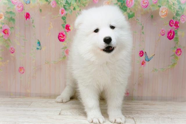 新潟県のサモエド (Coo&RIKU長岡店/2026年1月30日生まれ/男の子/ホワイト)の子犬の3枚目の画像