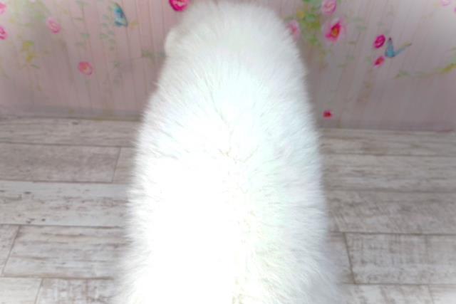 新潟県のサモエド (Coo&RIKU長岡店/2026年1月30日生まれ/男の子/ホワイト)の子犬の4枚目の画像