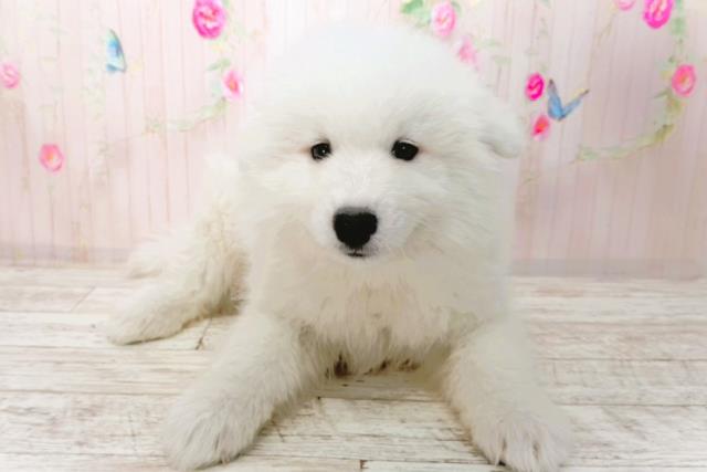 石川県のサモエド (Coo&RIKUイオン野々市南店/2026年1月30日生まれ/女の子/ホワイト)の子犬の1枚目の画像