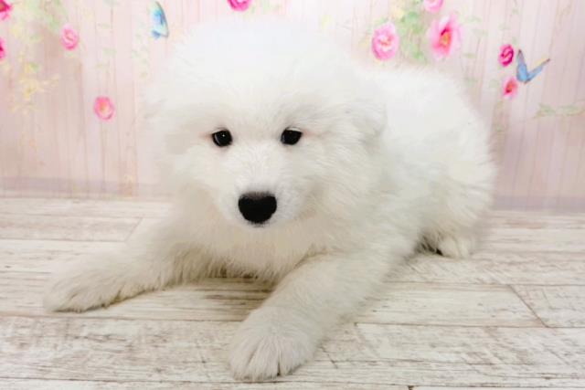 石川県のサモエド (Coo&RIKUイオン野々市南店/2026年1月30日生まれ/女の子/ホワイト)の子犬の2枚目の画像