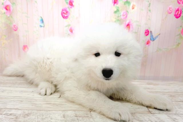 石川県のサモエド (Coo&RIKUイオン野々市南店/2026年1月30日生まれ/女の子/ホワイト)の子犬の3枚目の画像