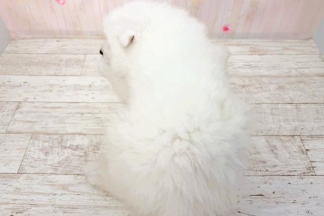 石川県のサモエド (Coo&RIKUイオン野々市南店/2026年1月30日生まれ/女の子/ホワイト)の子犬の4枚目の画像