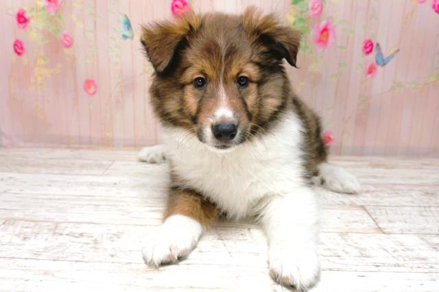 北海道のシェットランドシープドッグ (Coo&RIKU北見店/2026年1月26日生まれ/女の子/セーブルホワイト)の子犬の1枚目の画像