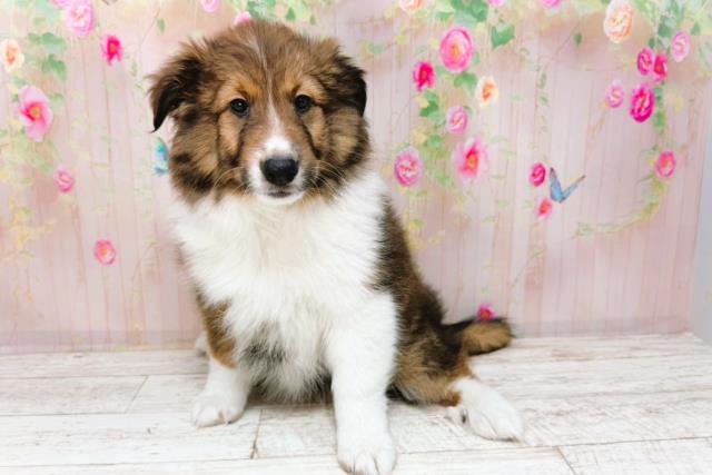 北海道のシェットランドシープドッグ (Coo&RIKU北見店/2026年1月26日生まれ/女の子/セーブルホワイト)の子犬の2枚目の画像