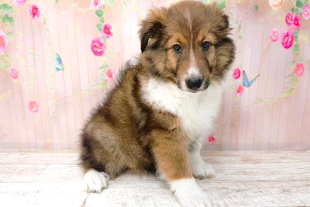 北海道のシェットランドシープドッグ (Coo&RIKU北見店/2026年1月26日生まれ/女の子/セーブルホワイト)の子犬の3枚目の画像