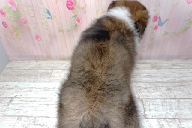 北海道のシェットランドシープドッグ (Coo&RIKU北見店/2026年1月26日生まれ/女の子/セーブルホワイト)の子犬の4枚目の画像