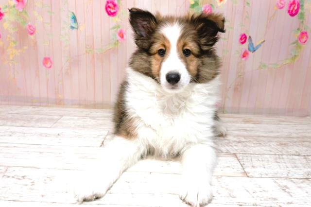 山形県のシェットランドシープドッグ (Coo&RIKUイオンタウン酒田店/2026年1月26日生まれ/女の子/セーブルホワイト)の子犬の1枚目の画像