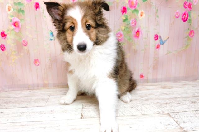 山形県のシェットランドシープドッグ (Coo&RIKUイオンタウン酒田店/2026年1月26日生まれ/女の子/セーブルホワイト)の子犬の2枚目の画像