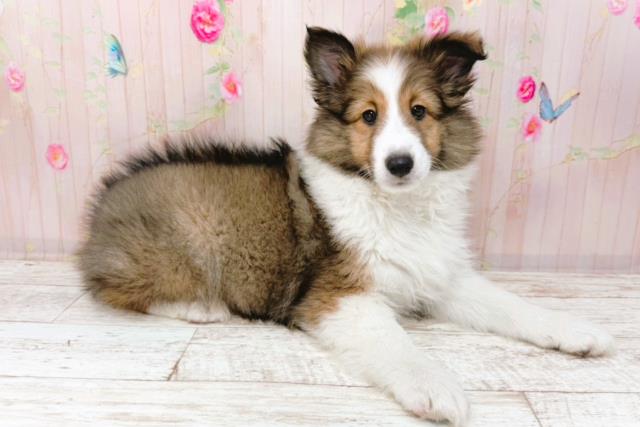 山形県のシェットランドシープドッグ (Coo&RIKUイオンタウン酒田店/2026年1月26日生まれ/女の子/セーブルホワイト)の子犬の3枚目の画像