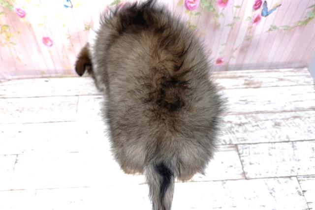 山形県のシェットランドシープドッグ (Coo&RIKUイオンタウン酒田店/2026年1月26日生まれ/女の子/セーブルホワイト)の子犬の4枚目の画像