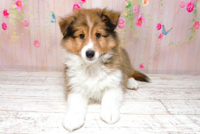 秋田県のシェットランドシープドッグ (Coo&RIKU秋田店/2026年1月26日生まれ/女の子/セーブルホワイト)の子犬