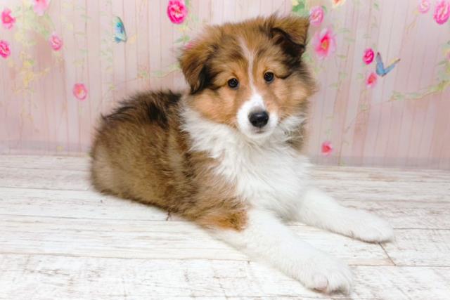 秋田県のシェットランドシープドッグ (Coo&RIKU秋田店/2026年1月26日生まれ/女の子/セーブルホワイト)の子犬の3枚目の画像