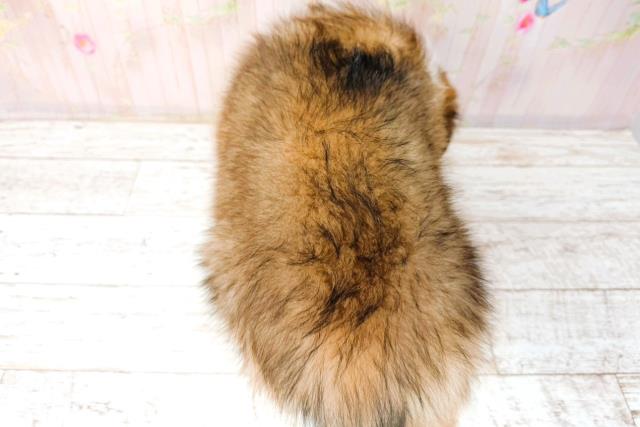 秋田県のシェットランドシープドッグ (Coo&RIKU秋田店/2026年1月26日生まれ/女の子/セーブルホワイト)の子犬の4枚目の画像