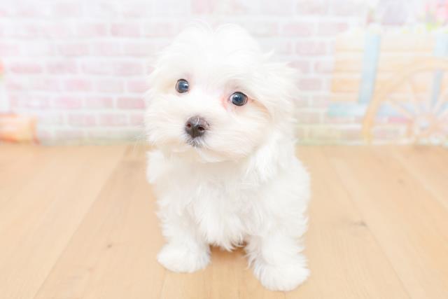 福島県のマルチーズ (Coo&RIKU郡山店/2026年1月26日生まれ/男の子/ホワイト)の子犬の1枚目の画像