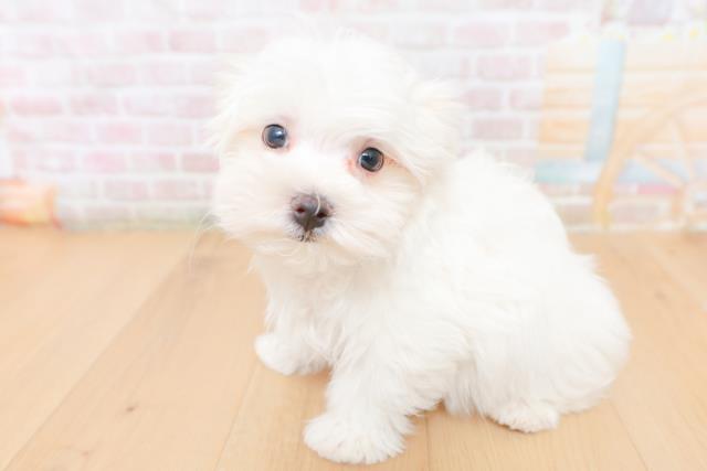 福島県のマルチーズ (Coo&RIKU郡山店/2026年1月26日生まれ/男の子/ホワイト)の子犬の2枚目の画像