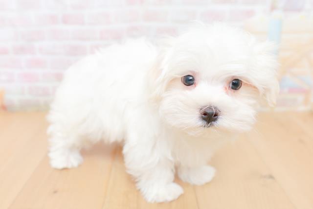 福島県のマルチーズ (Coo&RIKU郡山店/2026年1月26日生まれ/男の子/ホワイト)の子犬の3枚目の画像