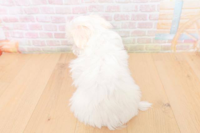 福島県のマルチーズ (Coo&RIKU郡山店/2026年1月26日生まれ/男の子/ホワイト)の子犬の4枚目の画像