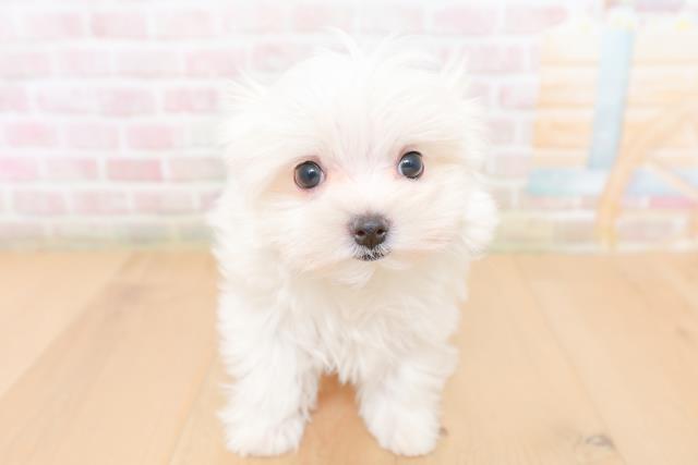 福島県のマルチーズ (Coo&RIKU福島店/2026年1月26日生まれ/女の子/ホワイト)の子犬の1枚目の画像