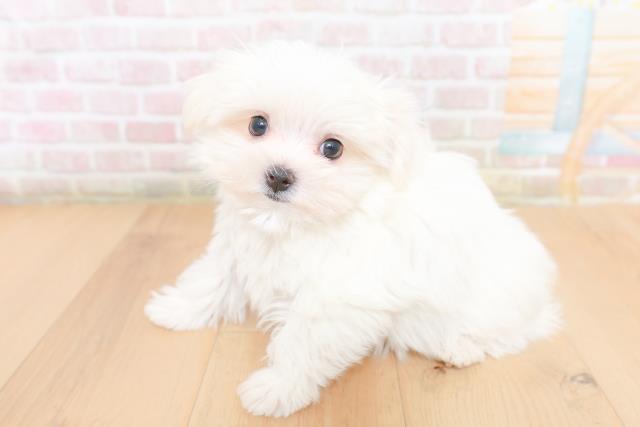 福島県のマルチーズ (Coo&RIKU福島店/2026年1月26日生まれ/女の子/ホワイト)の子犬の2枚目の画像