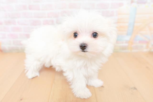 福島県のマルチーズ (Coo&RIKU福島店/2026年1月26日生まれ/女の子/ホワイト)の子犬の3枚目の画像