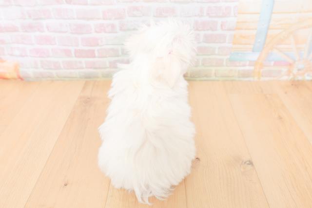 福島県のマルチーズ (Coo&RIKU福島店/2026年1月26日生まれ/女の子/ホワイト)の子犬の4枚目の画像