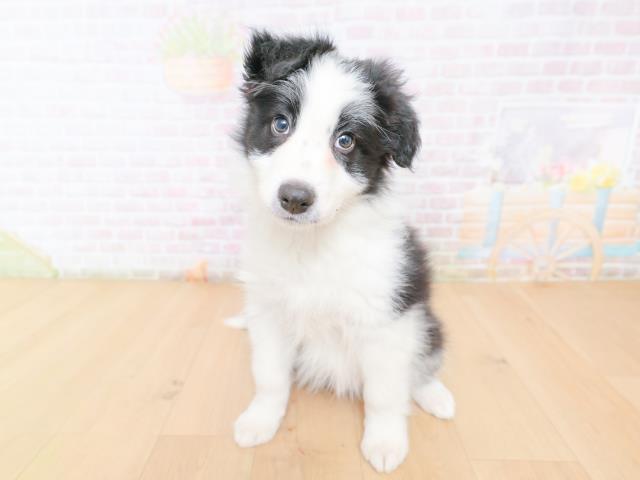 福島県のボーダーコリー (Coo&RIKU福島店/2026年1月27日生まれ/男の子/ブラックホワイト)の子犬の1枚目の画像