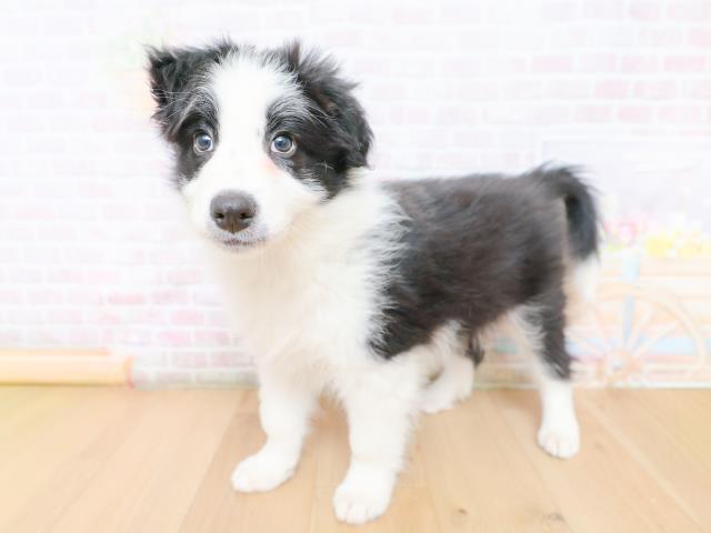 福島県のボーダーコリー (Coo&RIKU福島店/2026年1月27日生まれ/男の子/ブラックホワイト)の子犬の2枚目の画像