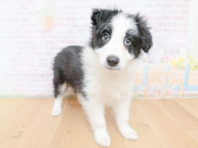 福島県のボーダーコリー (Coo&RIKU福島店/2026年1月27日生まれ/男の子/ブラックホワイト)の子犬の3枚目の画像