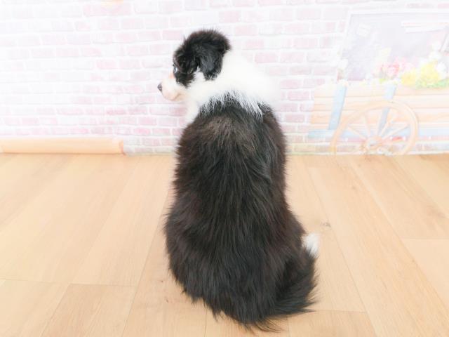 福島県のボーダーコリー (Coo&RIKU福島店/2026年1月27日生まれ/男の子/ブラックホワイト)の子犬の4枚目の画像