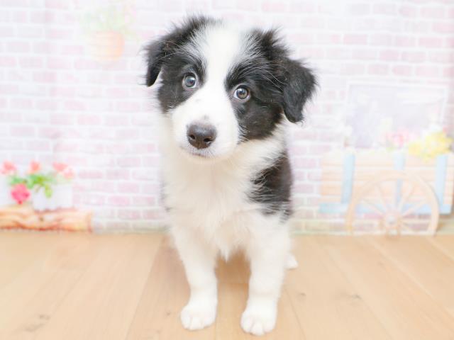 神奈川県のボーダーコリー (Coo&RIKU横浜青葉店/2026年1月27日生まれ/女の子/ブラックホワイト)の子犬