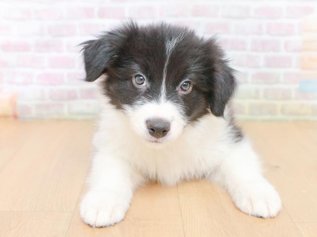 山形県のボーダーコリー (Coo&RIKU山形店/2026年1月27日生まれ/女の子/ブラックホワイト)の子犬の1枚目の画像