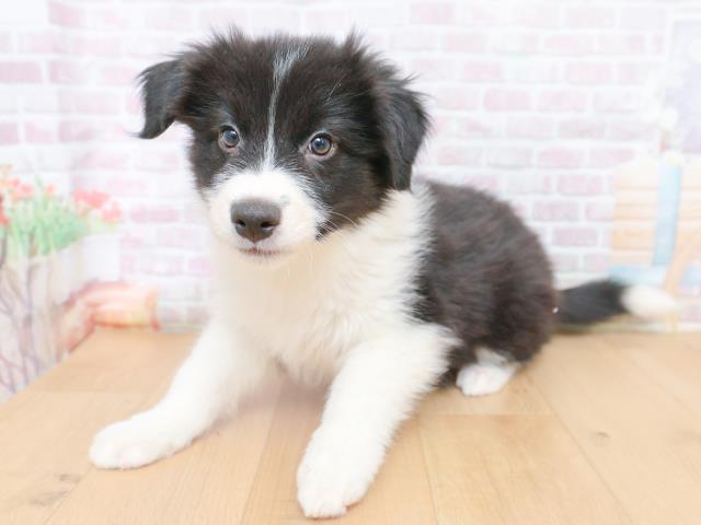 山形県のボーダーコリー (Coo&RIKU山形店/2026年1月27日生まれ/女の子/ブラックホワイト)の子犬の2枚目の画像