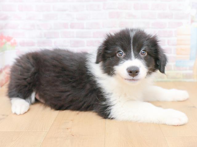 山形県のボーダーコリー (Coo&RIKU山形店/2026年1月27日生まれ/女の子/ブラックホワイト)の子犬の3枚目の画像