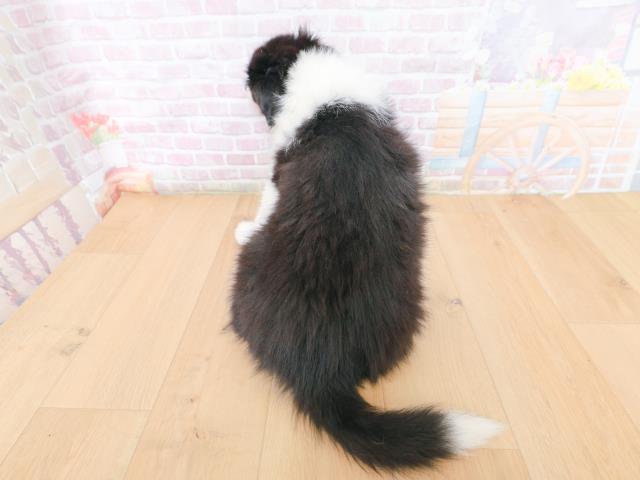 山形県のボーダーコリー (Coo&RIKU山形店/2026年1月27日生まれ/女の子/ブラックホワイト)の子犬の4枚目の画像