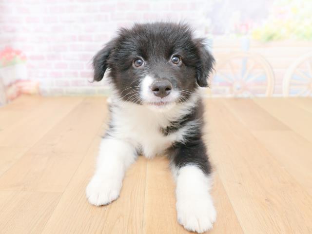 宮城県のボーダーコリー (Coo&RIKU石巻店/2026年1月27日生まれ/女の子/ブラックホワイト)の子犬の1枚目の画像