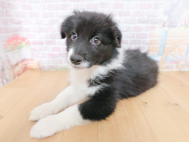 宮城県のボーダーコリー (Coo&RIKU石巻店/2026年1月27日生まれ/女の子/ブラックホワイト)の子犬の2枚目の画像