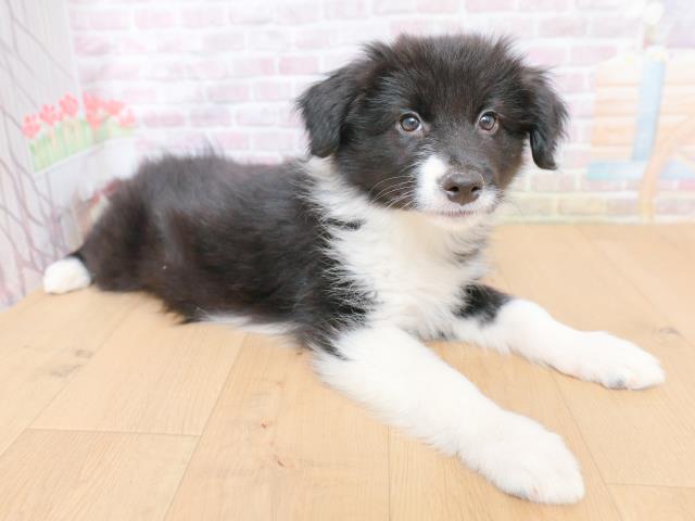 宮城県のボーダーコリー (Coo&RIKU石巻店/2026年1月27日生まれ/女の子/ブラックホワイト)の子犬の3枚目の画像