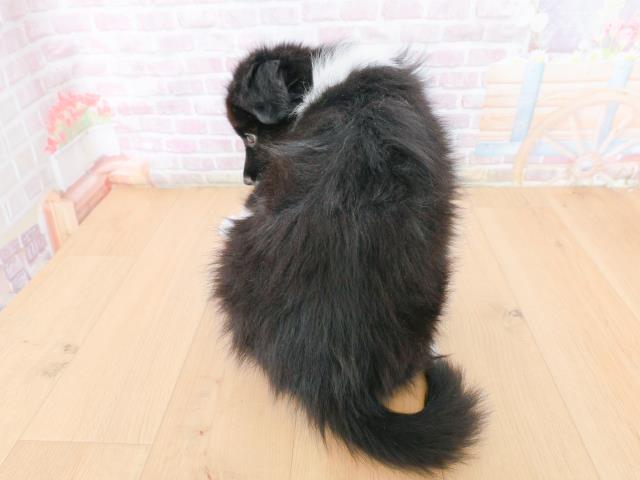 宮城県のボーダーコリー (Coo&RIKU石巻店/2026年1月27日生まれ/女の子/ブラックホワイト)の子犬の4枚目の画像