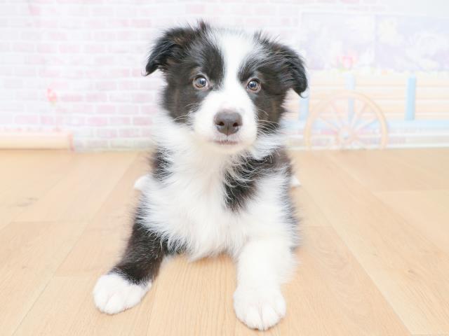 ボーダーコリー