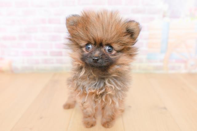 福島県のポメラニアン (Coo&RIKU郡山店/2026年1月28日生まれ/女の子/オレンジセーブル)の子犬の1枚目の画像