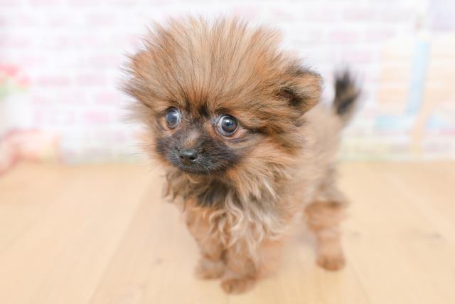 福島県のポメラニアン (Coo&RIKU郡山店/2026年1月28日生まれ/女の子/オレンジセーブル)の子犬の2枚目の画像