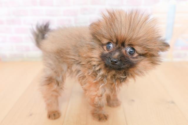 福島県のポメラニアン (Coo&RIKU郡山店/2026年1月28日生まれ/女の子/オレンジセーブル)の子犬の3枚目の画像