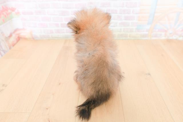 福島県のポメラニアン (Coo&RIKU郡山店/2026年1月28日生まれ/女の子/オレンジセーブル)の子犬の4枚目の画像