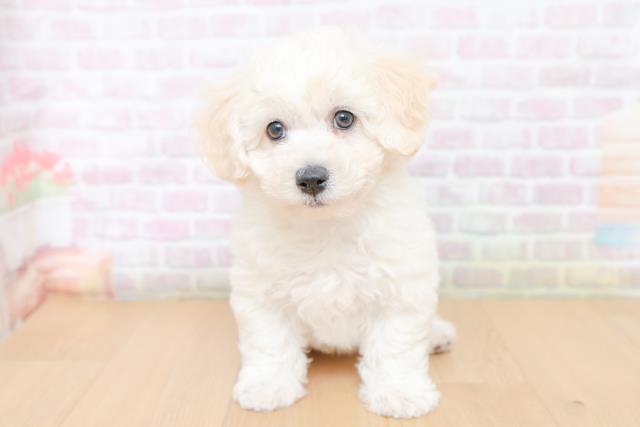 ビション・フリーゼ