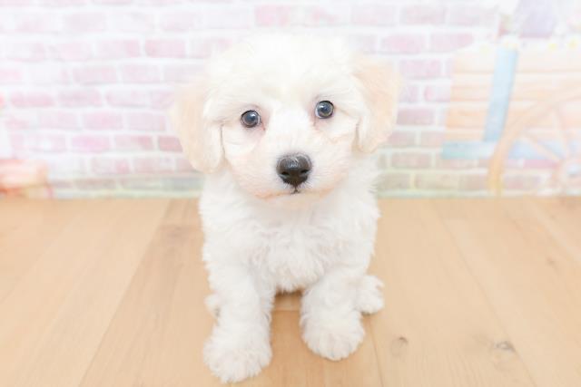 岩手県のビションフリーゼ (Coo&RIKU岩手盛岡店/2026年1月29日生まれ/男の子/ホワイト)の子犬の1枚目の画像