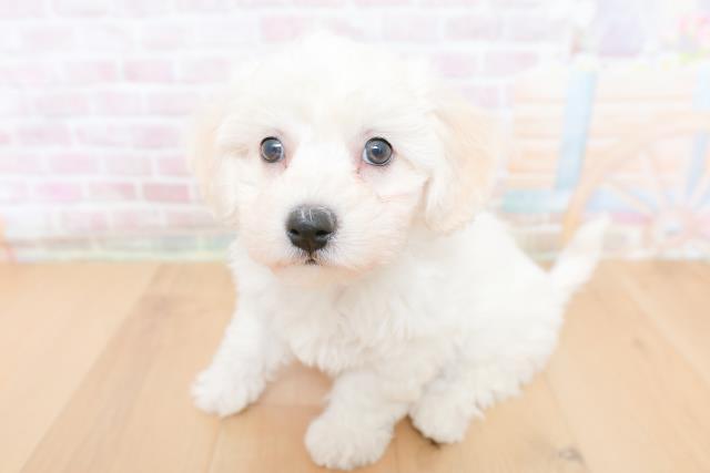 岩手県のビションフリーゼ (Coo&RIKU岩手盛岡店/2026年1月29日生まれ/男の子/ホワイト)の子犬の2枚目の画像