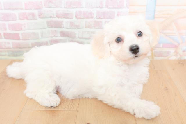 岩手県のビションフリーゼ (Coo&RIKU岩手盛岡店/2026年1月29日生まれ/男の子/ホワイト)の子犬の3枚目の画像