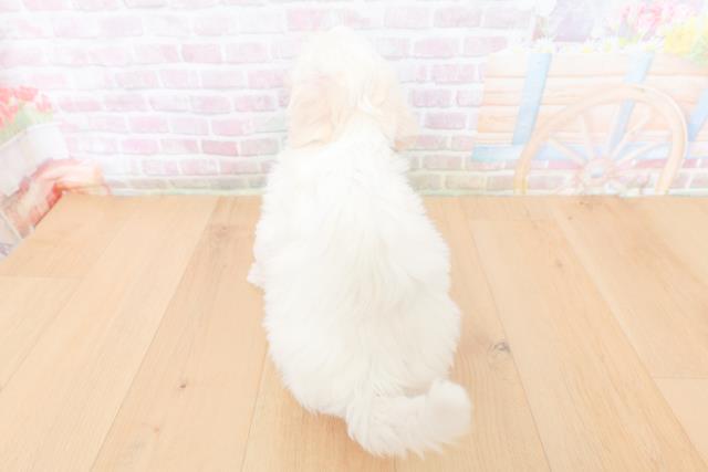 岩手県のビションフリーゼ (Coo&RIKU岩手盛岡店/2026年1月29日生まれ/男の子/ホワイト)の子犬の4枚目の画像