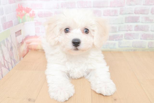 ビション・フリーゼ