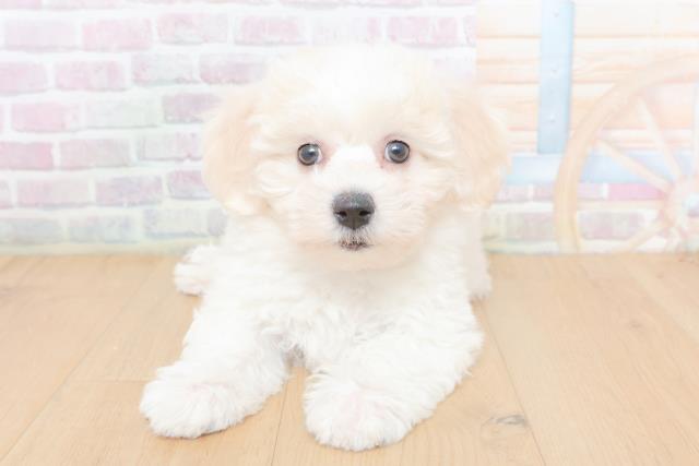 ビション・フリーゼ